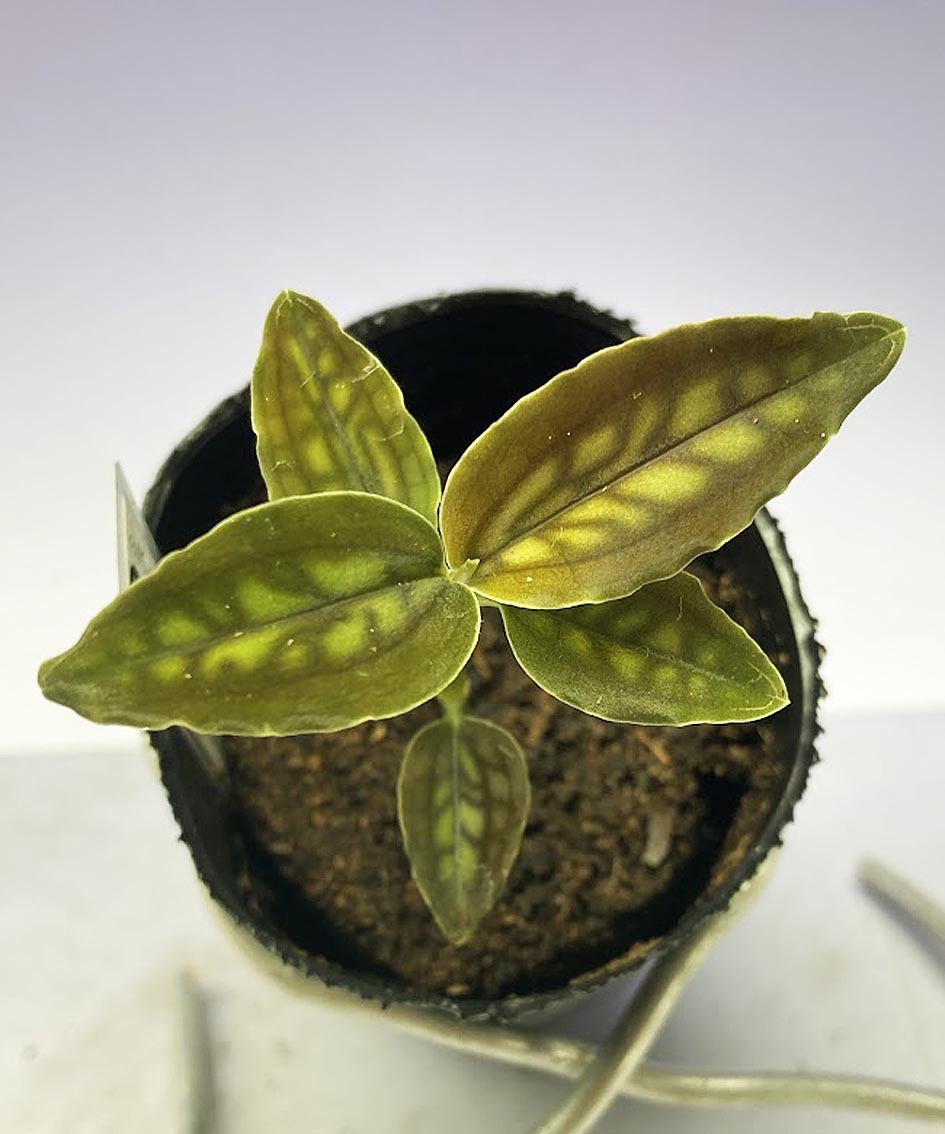 シストーチス バリエガータ（Cystorchis variegata）自家繁殖 ジュエル