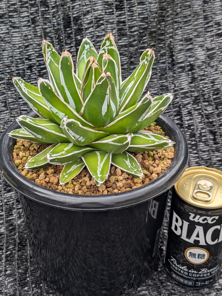 新品】#40 [Compact] Agave victoriae-reginae compacta アガベ