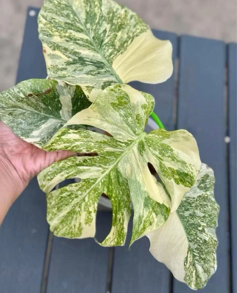 やや傷や汚れあり】絶希少 Monstera Legacy Variegata モンステラ