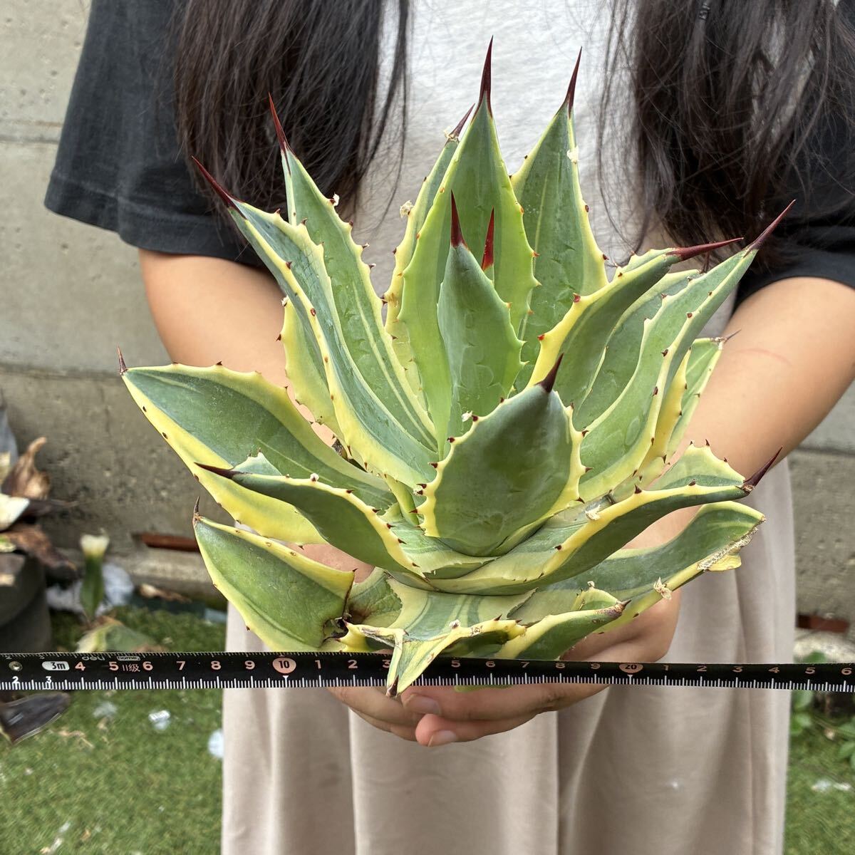 新品】アガベ americana cv. variegata アメリカーナ アオノ