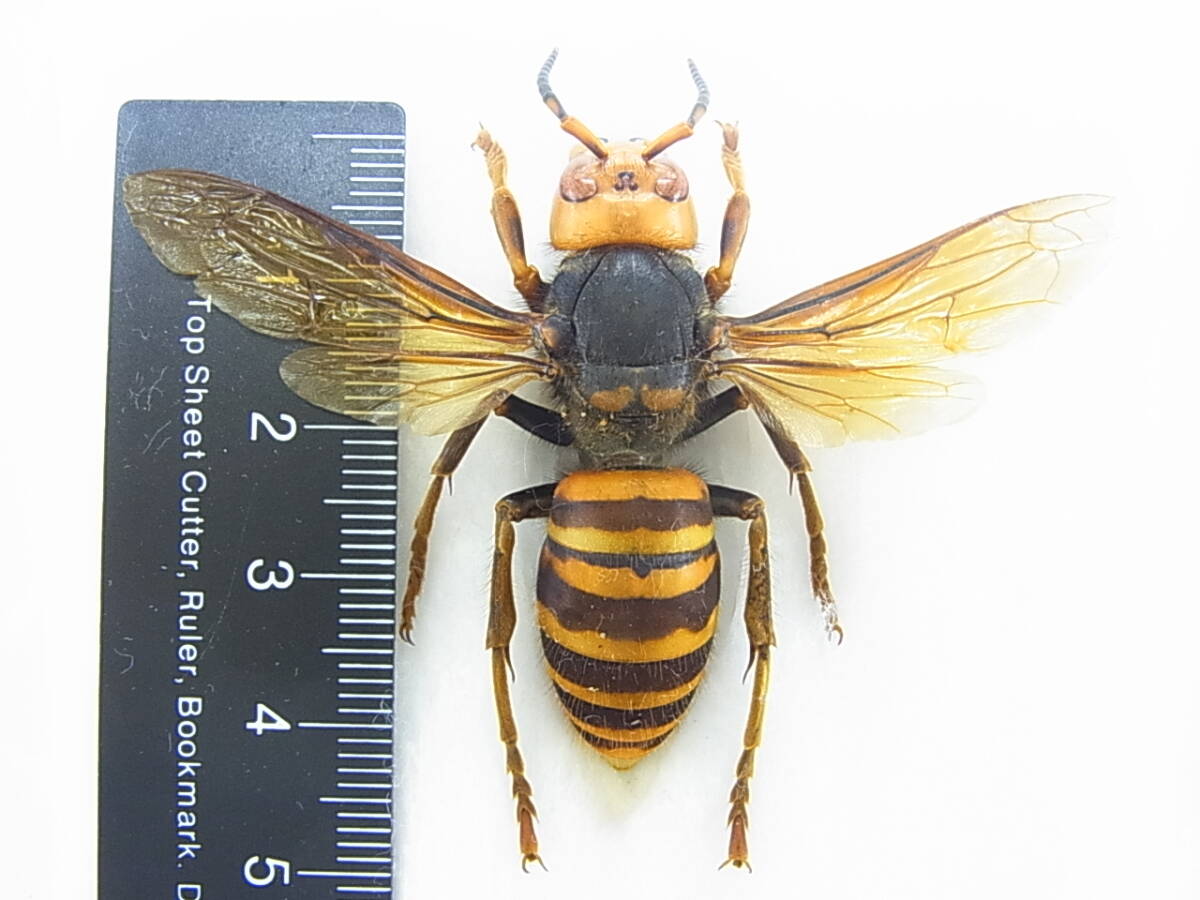 スズメバチ 1点限り オオスズメバチ 威嚇 世界最大 女王蜂 昆虫標本