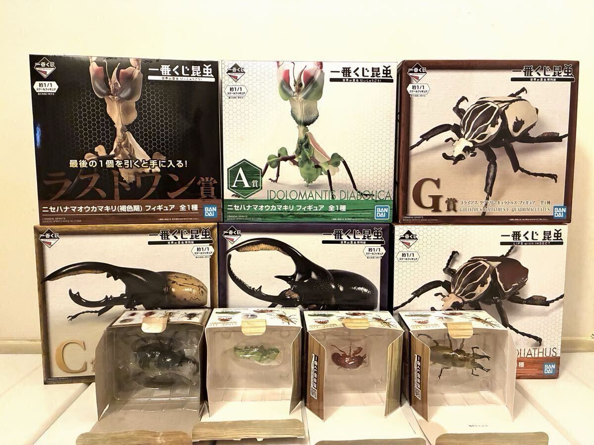 未使用に近い】ニセハナマオウカマキリ オス いかつい見た目の美しい種