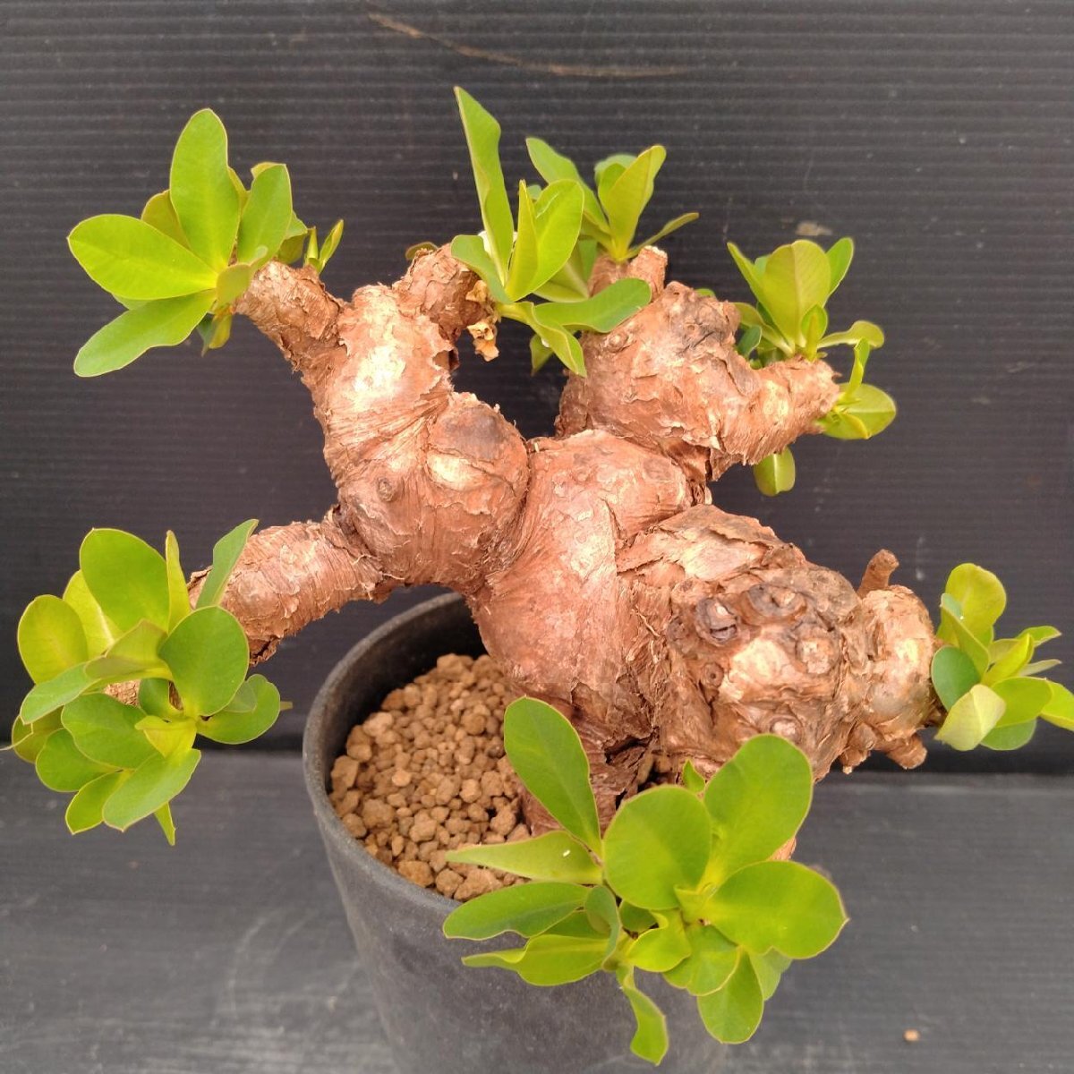 新品】Euphorbia itremensis ユーフォルビア イトレメンシス 多肉植物