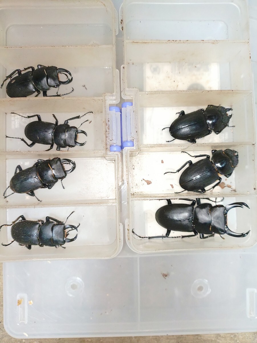 野外採集品標本】栃木県産超特大ヒメオオクワガタ♂標本54.3㎜の落札