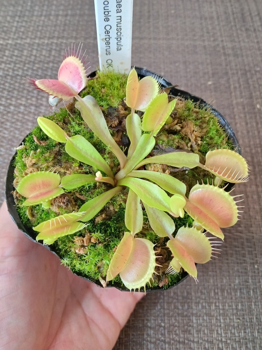 Dionaea muscipula「Cerberus」 1株 ハエトリソウ 食虫植物の落札情報