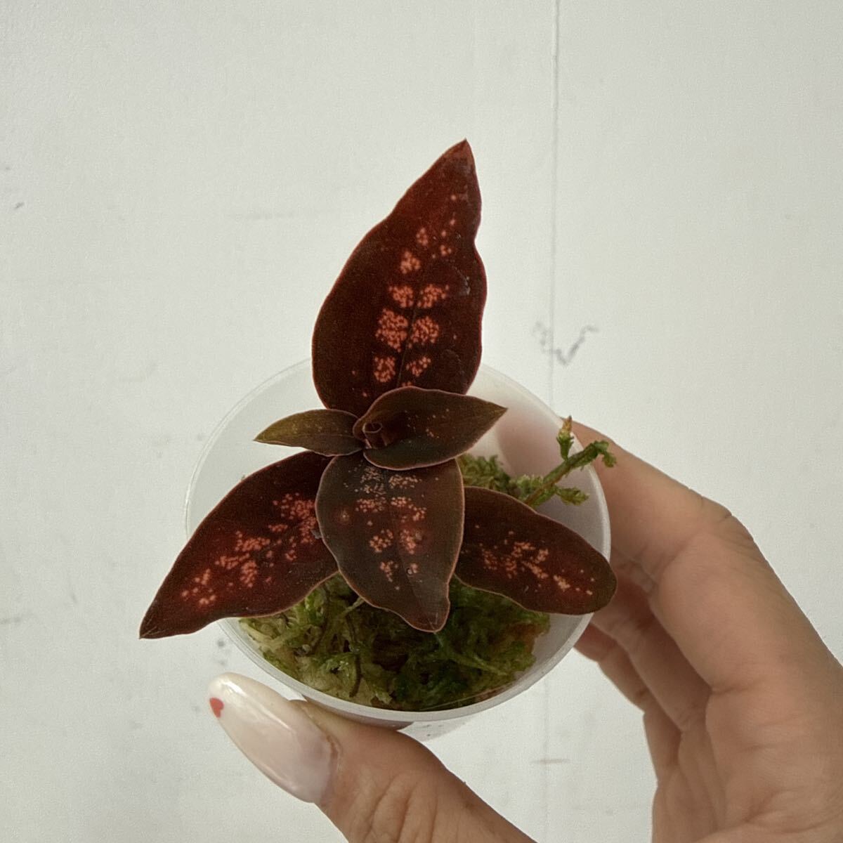 シストーチス バリエガータ（Cystorchis variegata）自家繁殖 ジュエル