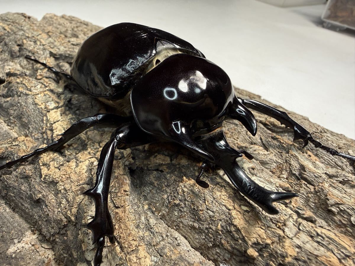 未使用】ヴァズデメロゾウカブト オス単品の落札情報詳細 - Yahoo