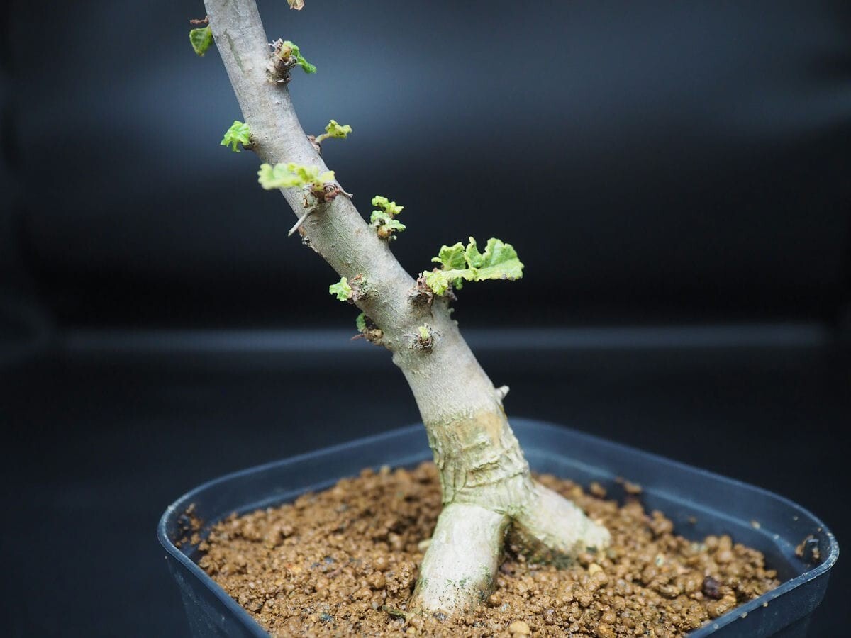 ☆ボスウェリア フレレアナ Boswellia frereana Somalia Puntland産