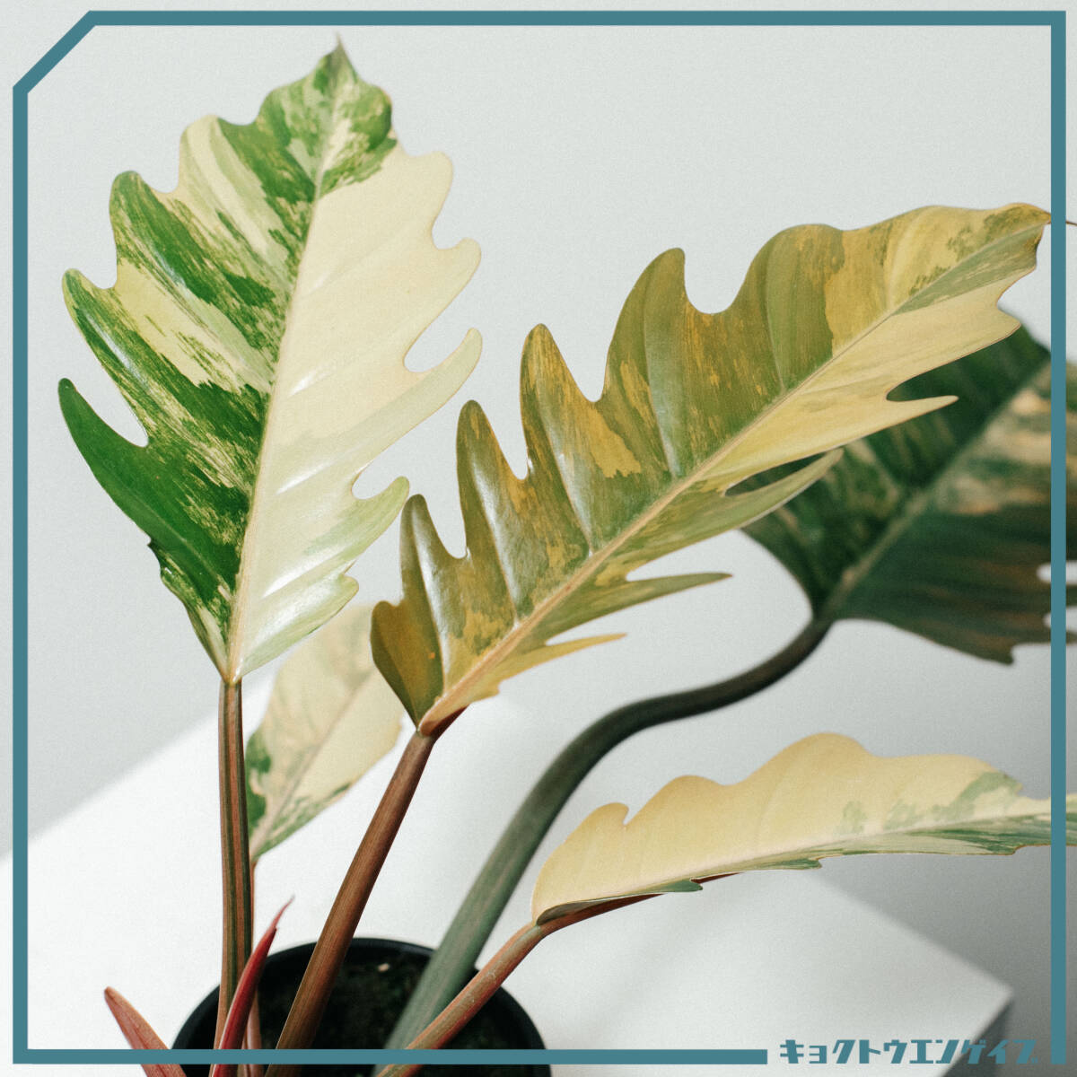 新品】フィロデンドロン ヘブンリードリーム(Philodendron "