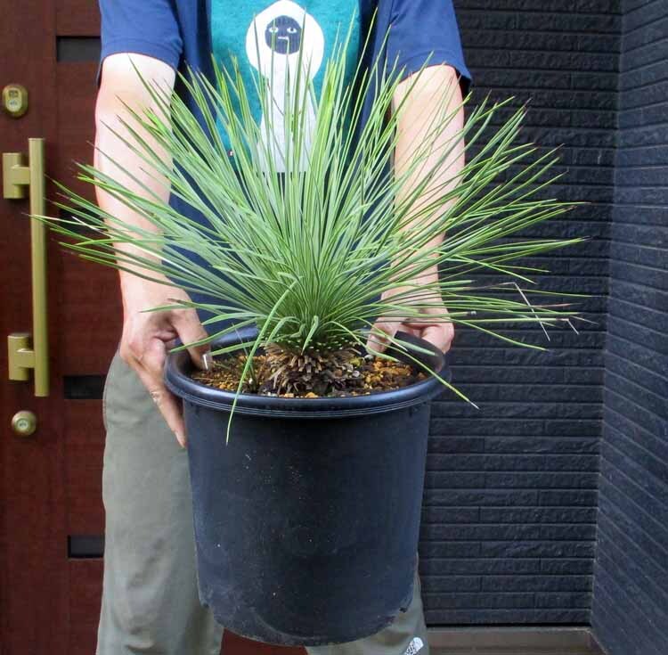 ユッカ リネアリフォリア Yucca linearifoliaの落札情報詳細 - Yahoo