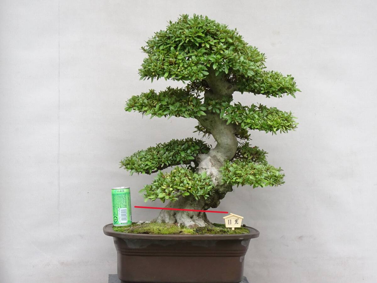 盆栽　皐月(赤薙)　樹高48cm 新品】【さつき屋】皐月盆栽 赤薙 中品 多幹樹形 特選品の落札情報詳細