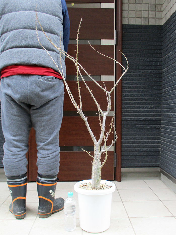 新品】【現品】セサモタムナス ルガルディー 8号大株 Sesamothamnus