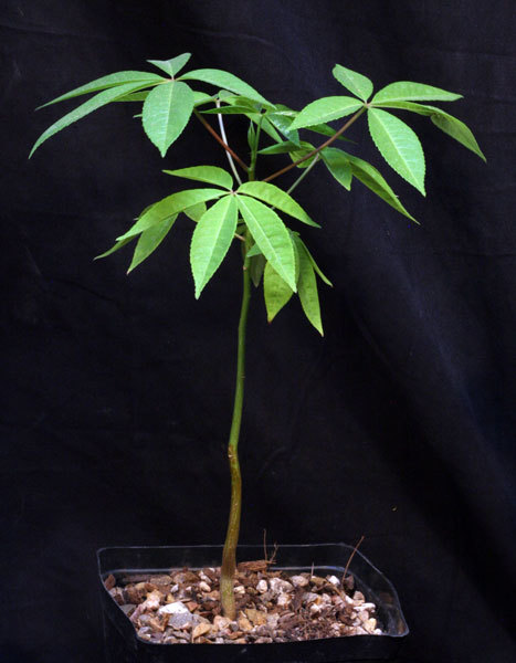 塊根植物 トックリキワタ 販売 新品 塊根植物 2020 03 12入荷