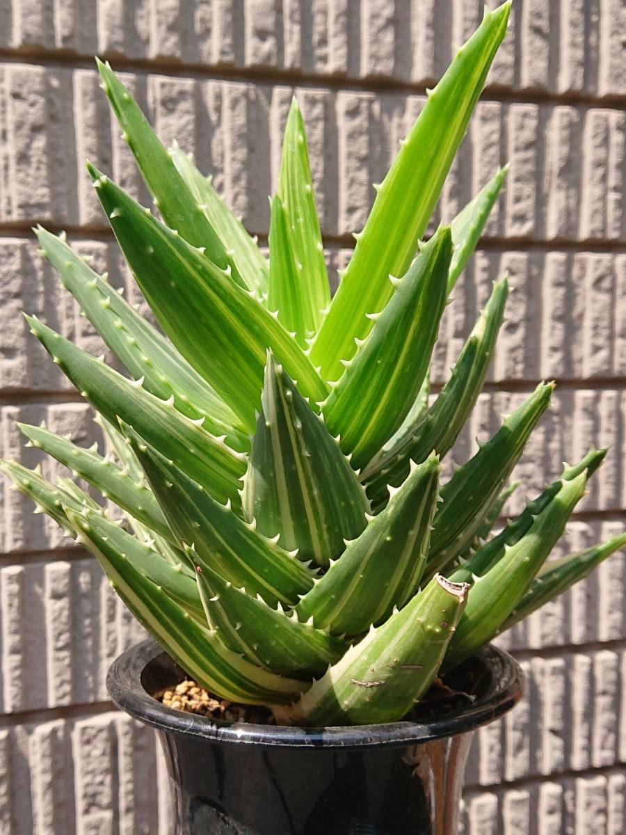 新品 多肉植物 アロエ 不夜城錦 の落札情報詳細 ヤフオク落札価格情報 オークフリー スマートフォン版
