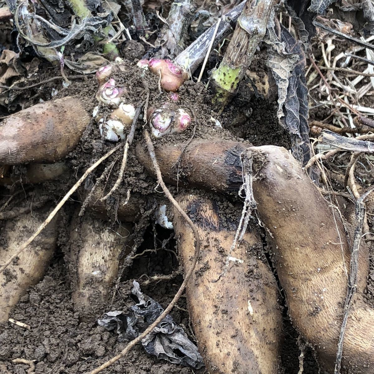 新品 ヤーコン種芋 30個前後 の落札情報詳細 ヤフオク落札価格情報 オークフリー