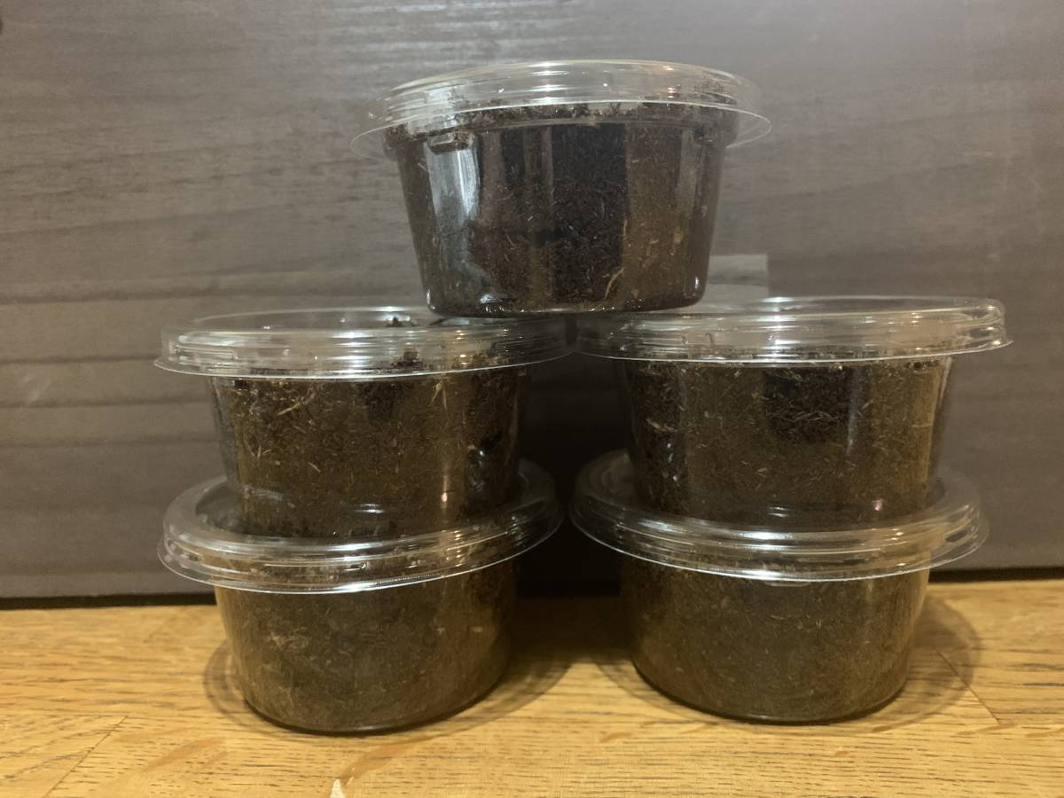 【MUGEN】能勢産SR血統 初～２令幼虫 ４頭 89.7mm直仔 SR1915①～④ 