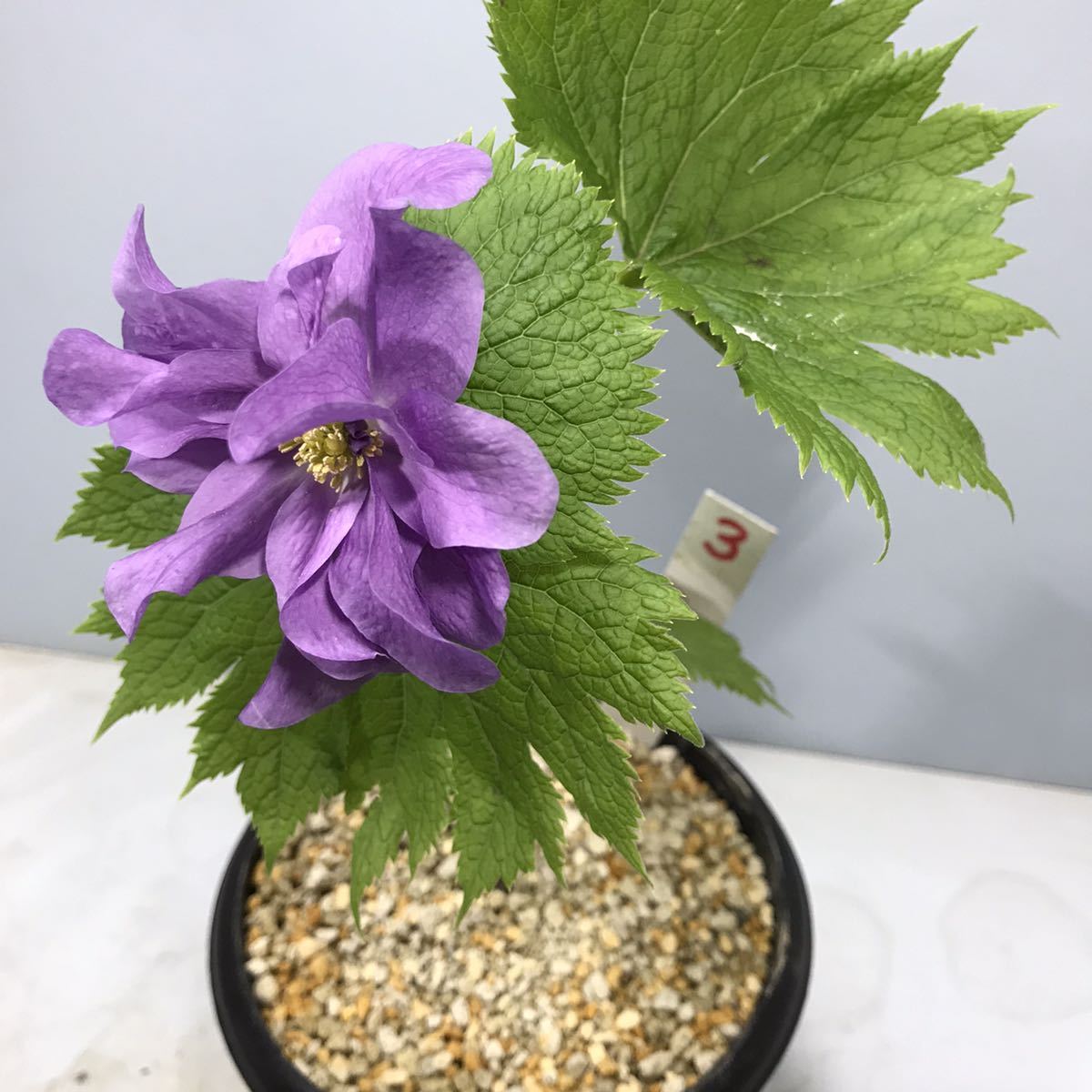 山野草 花 濃色シラネアオイ八重咲実生発芽2年目⑤