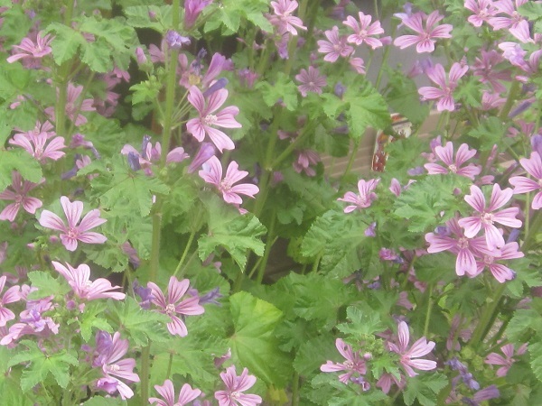 新品 5 7写真追加 コモンマロウ ポット苗 スウベニアオイ 耐寒性の高い宿根草 薄紫花 紫ピンク花 冬越し苗 ハーブ 寒冷地ok の落札情報詳細 ヤフオク落札価格情報 オークフリー スマートフォン版