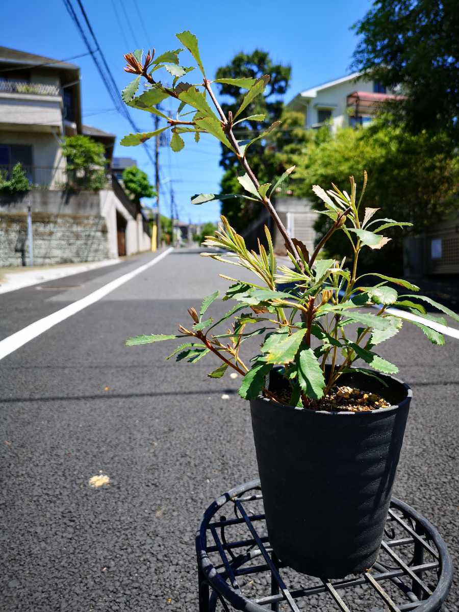 バンクシア パルドサ 南半球植物 ネイティブプランツ オーストラリア の落札情報詳細 ヤフオク落札価格情報 オークフリー スマートフォン版