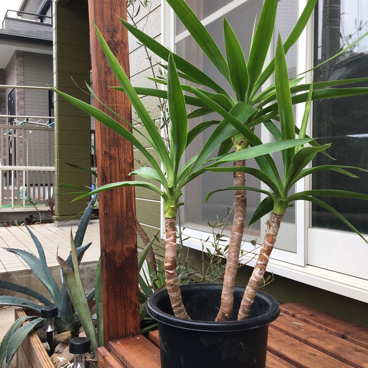 ユッカ エレファンティペス トリプル 高さ 80センチ の落札情報詳細 ヤフオク落札価格情報 オークフリー スマートフォン版