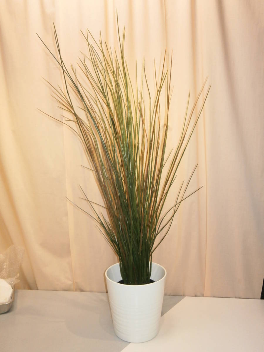 W2168 中古美品 ｉｋｅａ イケア 人工観葉植物 白鉢 陶器 付 細い葉 造花 フェイクフラワー オブジェ 170ｓ の落札情報詳細 ヤフオク落札価格情報 オークフリー スマートフォン版