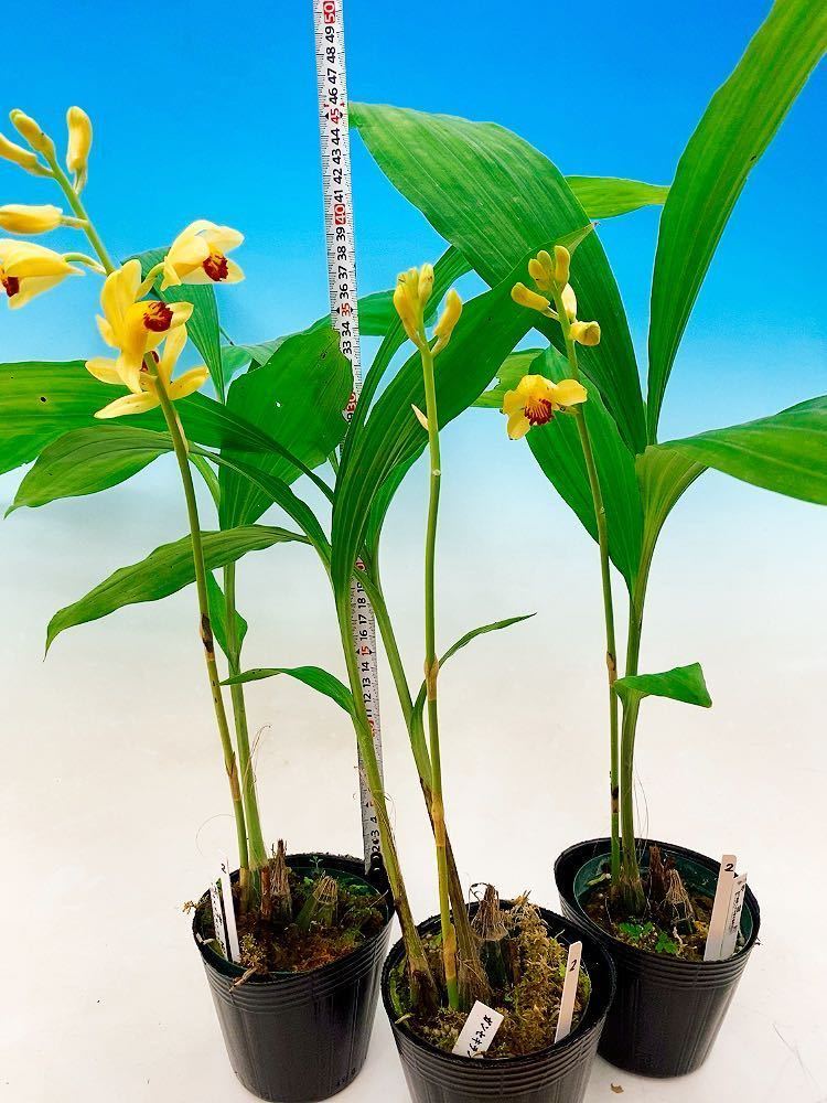 新品 寿峰苑 ガンゼキラン開花3株セット えびね らん エビネ ラン カランセ エビネラン 寒蘭 春蘭 野生蘭 山野草 の落札情報詳細 ヤフオク落札価格情報 オークフリー スマートフォン版