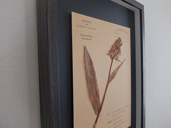 B アンティーク 植物標本 ドイツ ドライフラワー ポスター フレーム の落札情報詳細 ヤフオク落札価格情報 オークフリー スマートフォン版