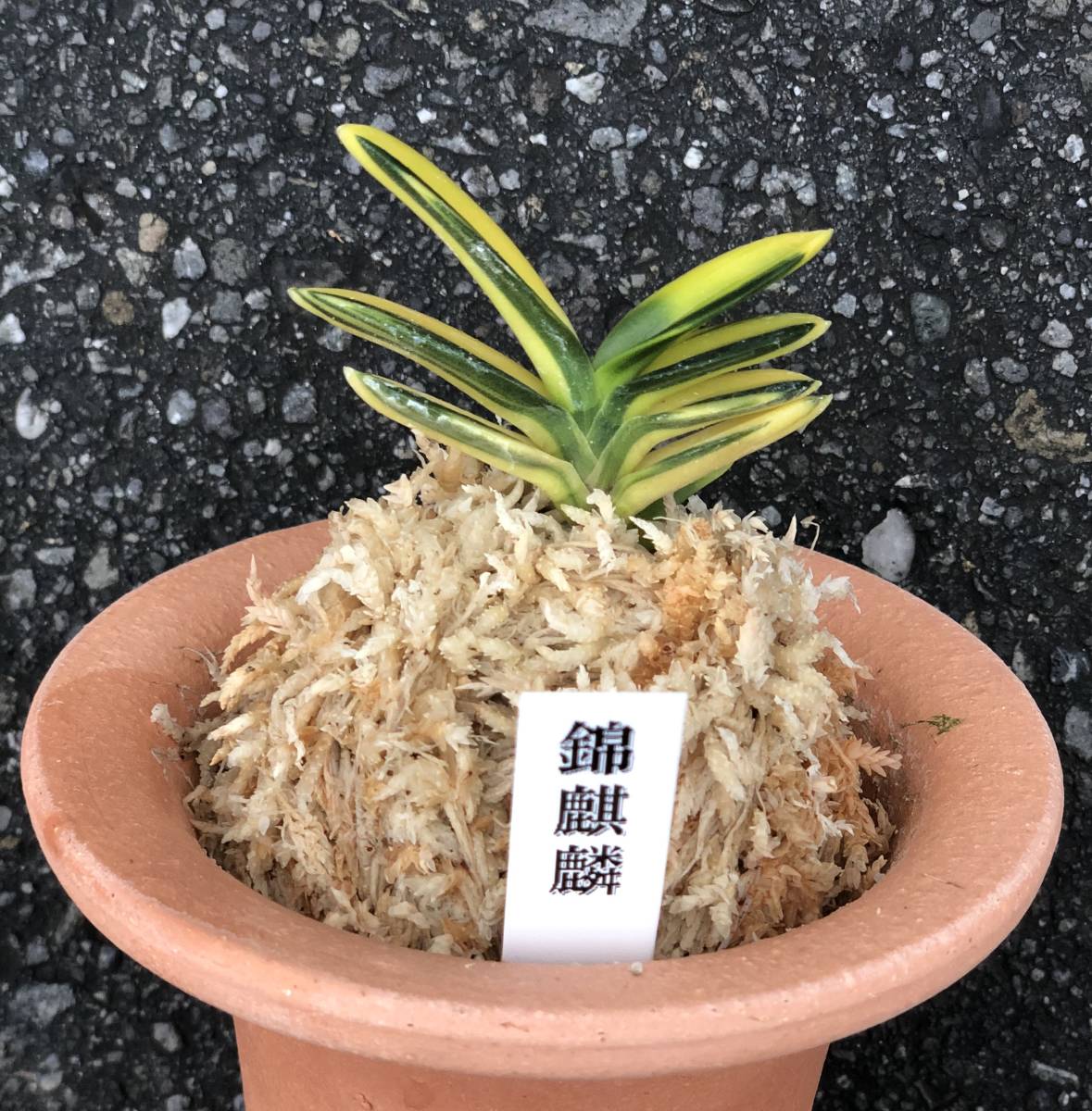 錦麒麟 | 富貴蘭を楽しんでブログ