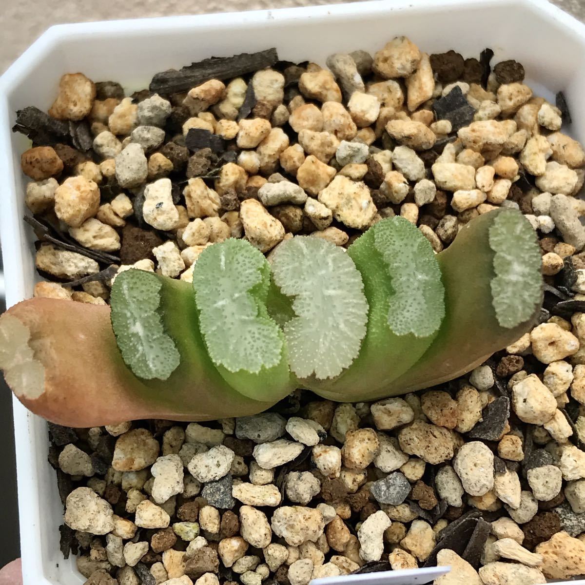 多肉植物 ハオルチア 玉扇 イナバワ 葉挿し の落札情報詳細 ヤフオク落札価格情報 オークフリー スマートフォン版
