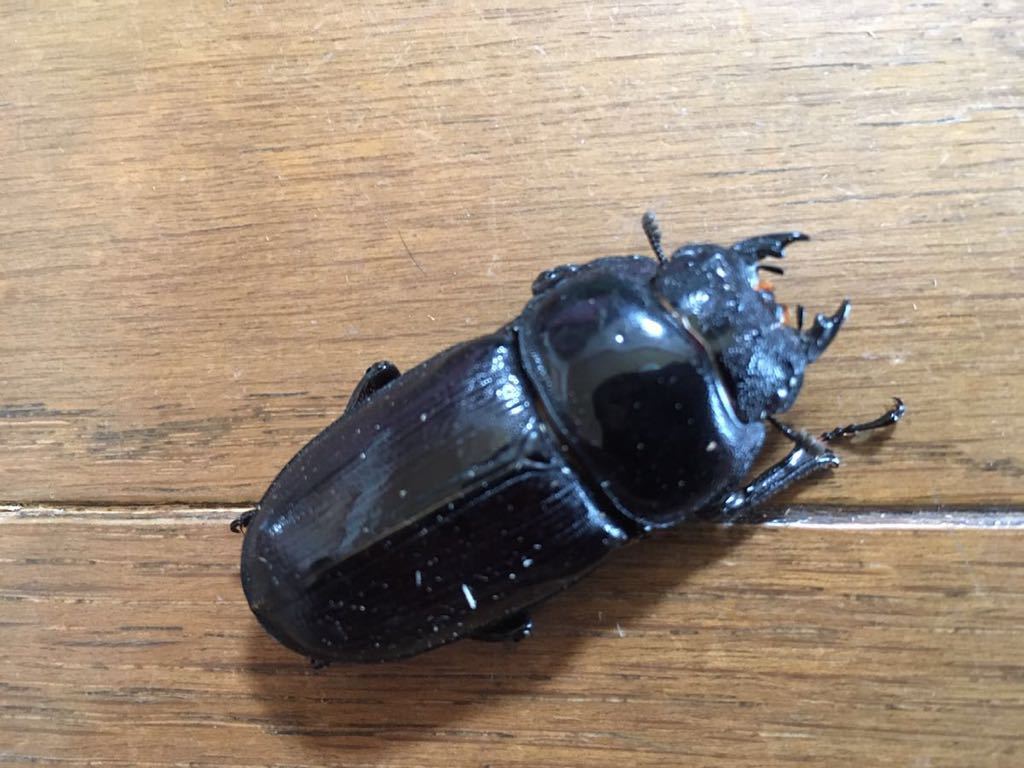 激安大特価 極太gordon R血統オオクワ７２ミリペア ｓｐ１ Www Direcauto Net