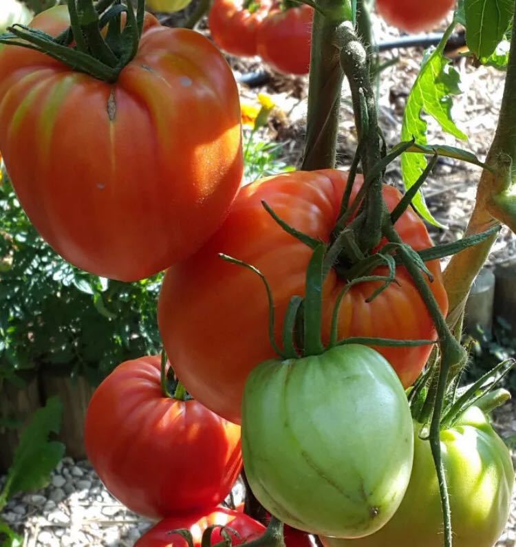 クオーレ ディ ブエ トマト種子 10粒 イタリアントマト 固定種トマト インポート種 ハート型トマト フランストマト の落札情報詳細 ヤフオク落札価格情報 オークフリー スマートフォン版