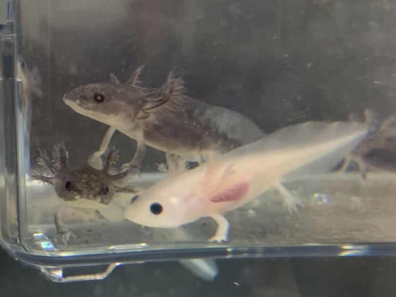 ウーパールーパー10匹 リューシ ブラック の落札情報詳細 ヤフオク落札価格情報 オークフリー スマートフォン版