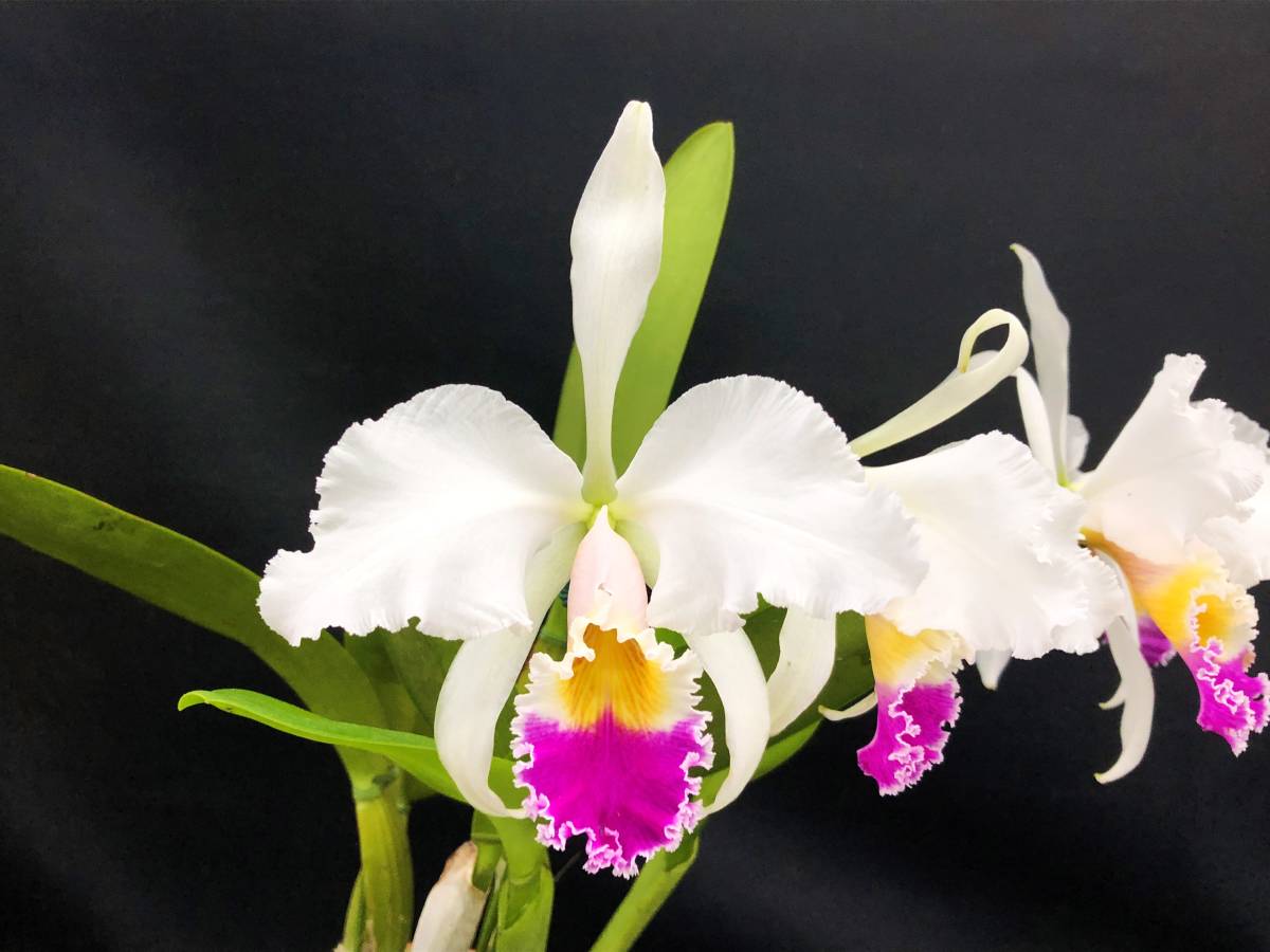 新品】☆洋蘭☆原種☆カトレア☆C. gaskelliana f.semi-alba