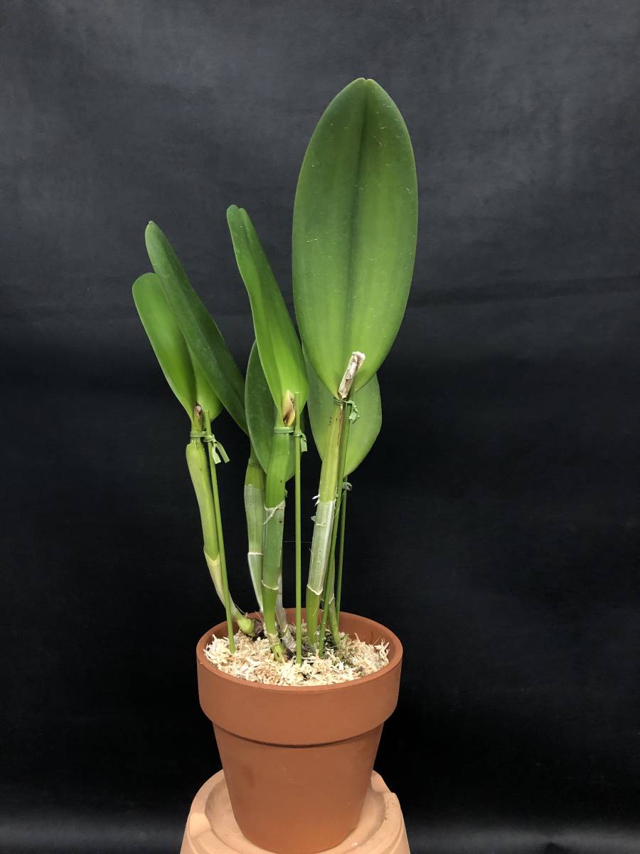 新品】☆洋蘭☆原種☆カトレア☆C. gaskelliana f.semi-alba