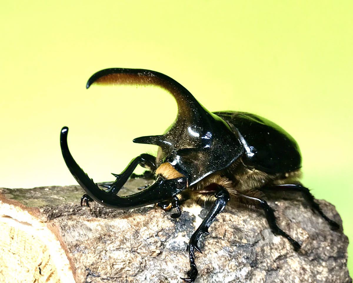 【yuuki1888】 ネプチューンオオカブト ♂１３１ｍｍ 単品 Yahoo!オークション -「ネプチューンオオカブト成虫」の落札相場・落札価格