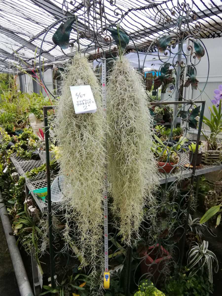 No 0667 観葉植物 エアプランツ チランジア ウスネオイデス 2ヶセット インテリアに の落札情報詳細 ヤフオク落札価格情報 オークフリー スマートフォン版