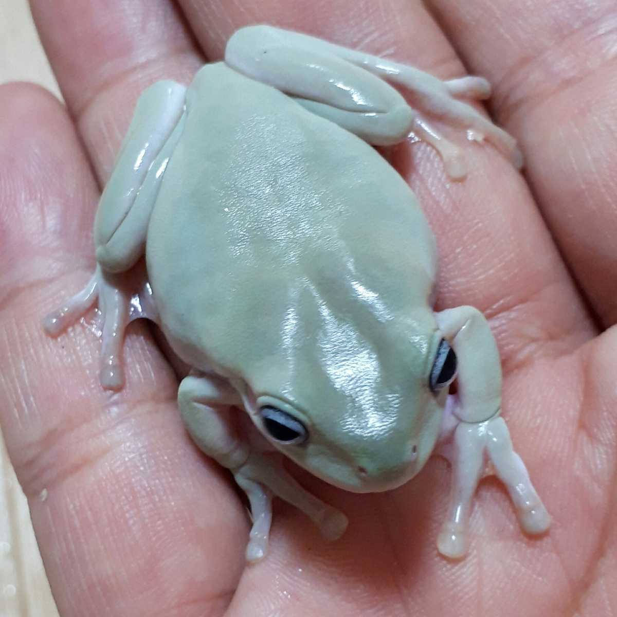 イエアメガエル ブルー 2匹