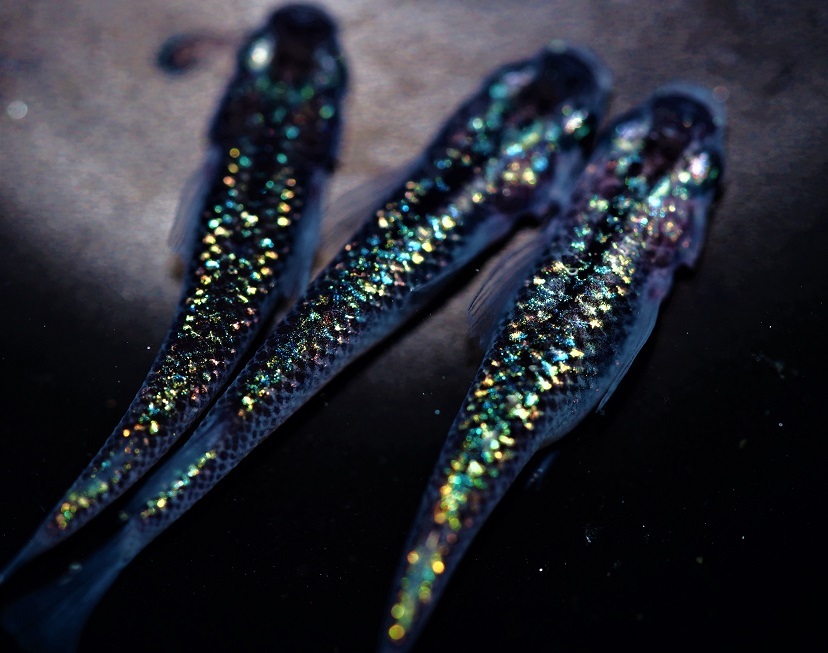 新品 メダカのラボ オーロラブラックラメ サファイア系レインボー極ラメ メダカ 極上種親候補 １ ２ の落札情報詳細 ヤフオク落札価格情報 オークフリー スマートフォン版