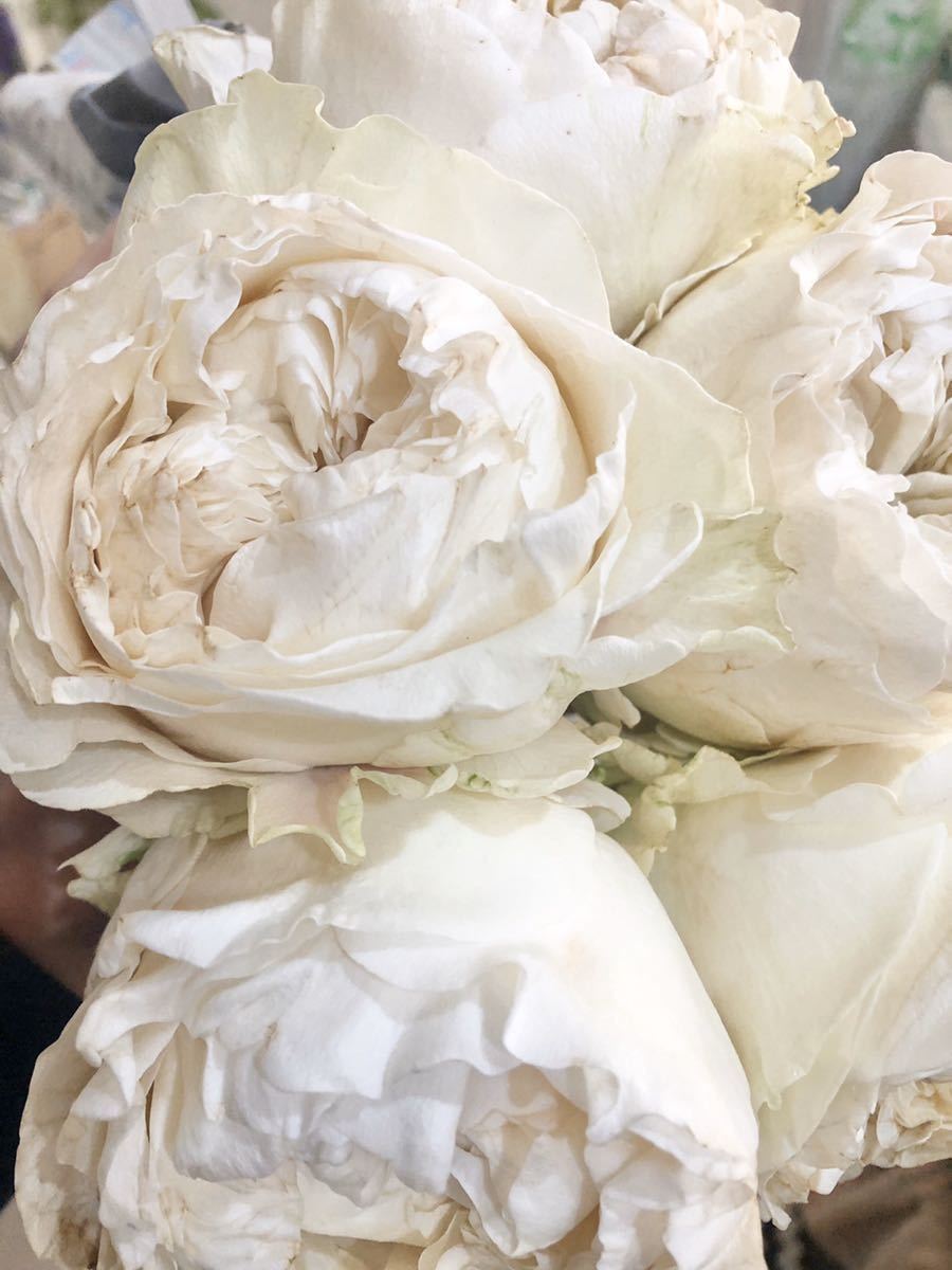 新品 希少 人気 バラ苗 切花品種 オール4ピュア 薔薇 の落札情報詳細 ヤフオク落札価格情報 オークフリー スマートフォン版