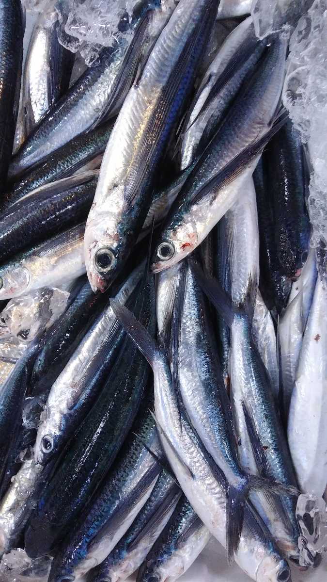 新品 釣りエサ 小 中羽イワシ500g の落札情報詳細 ヤフオク落札価格情報 オークフリー スマートフォン版