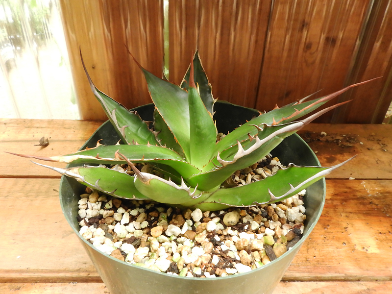 花と緑の渋谷園芸 現品 アガベ ホリダ Agave Horrida 多肉植物 7 8 C の落札情報詳細 ヤフオク落札価格情報 オークフリー スマートフォン版