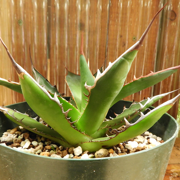 花と緑の渋谷園芸 現品 アガベ ホリダ Agave Horrida 多肉植物 7 8 C の落札情報詳細 ヤフオク落札価格情報 オークフリー スマートフォン版