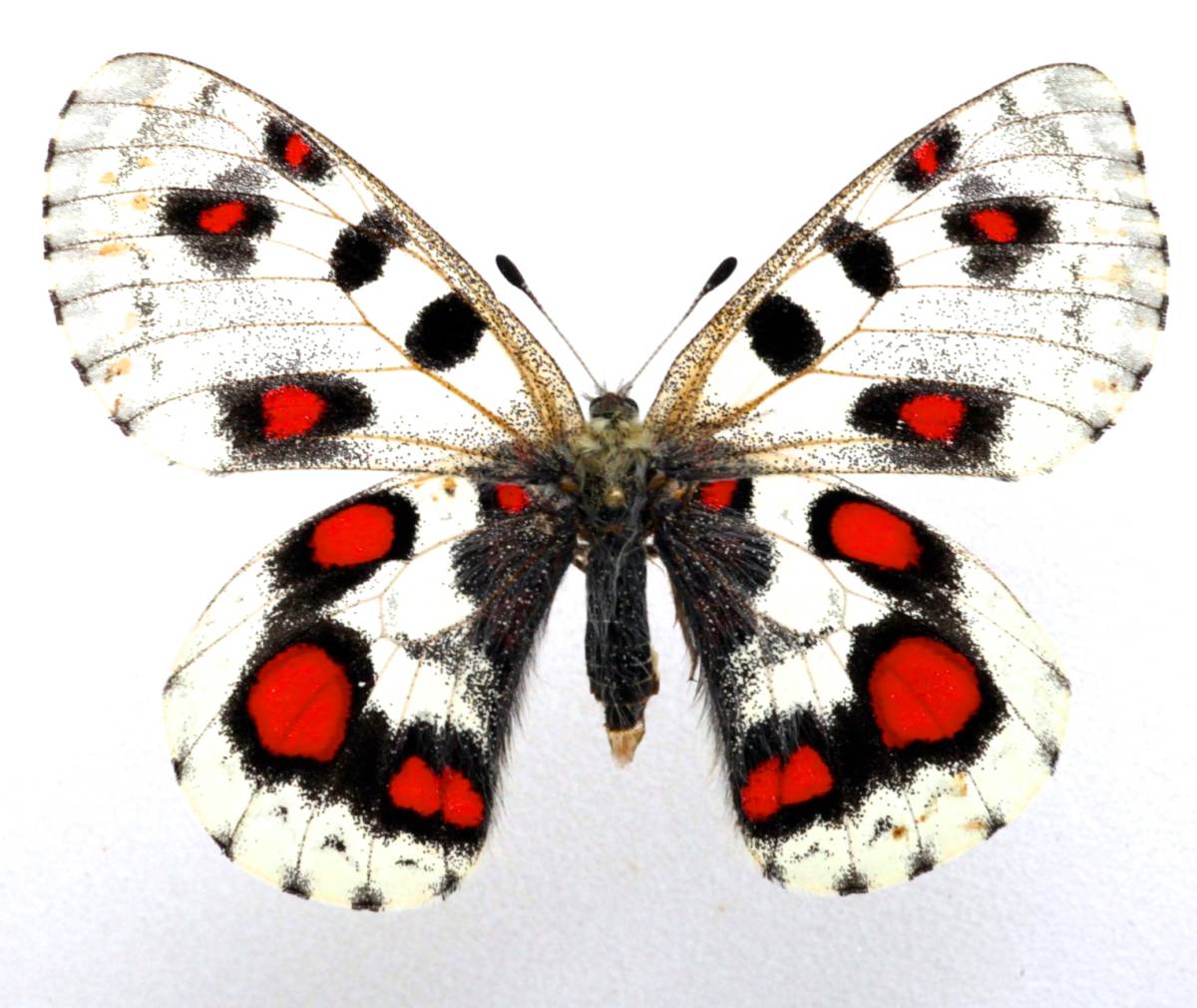 【外国産蝶標本】オオアカボシウスバ♂/青海省.安固灘産/59.3mm 外国産蝶標本 オオアカボシウスバ A♀ 中国・青海省 産