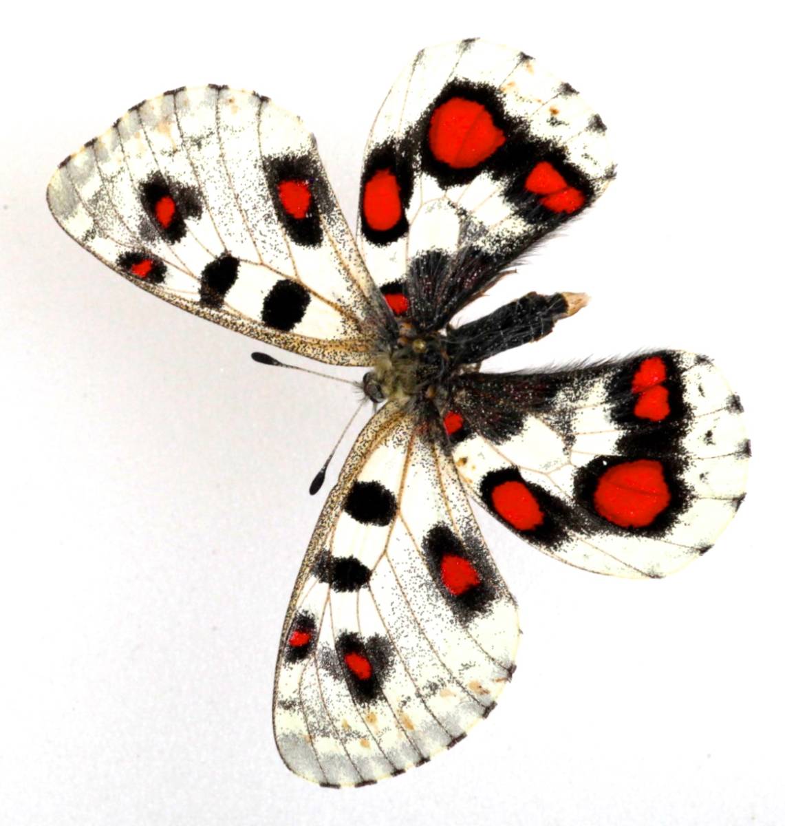 □外国産蝶標本 オオアカボシウスバ koiwayai A♂ 中国 青海省 産の