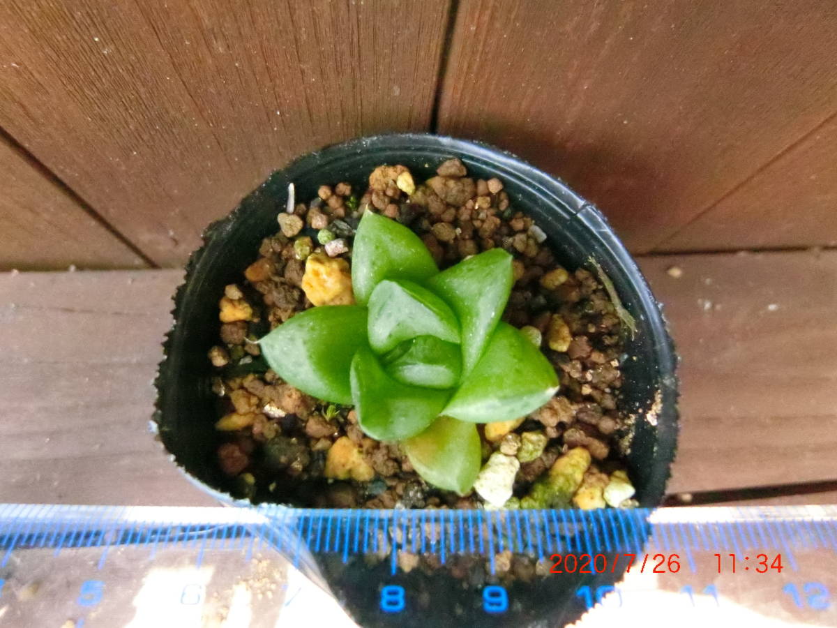 ドラゴンボール ハオルチア ハオルシア 観葉植物 多肉植物 ベランダ栽培 の落札情報詳細 ヤフオク落札価格情報 オークフリー スマートフォン版