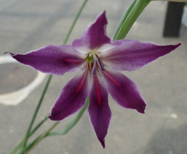 新品 スプリンググラジオラス レッジーナの球根 10g 2 6球 の落札情報詳細 ヤフオク落札価格情報 オークフリー スマートフォン版