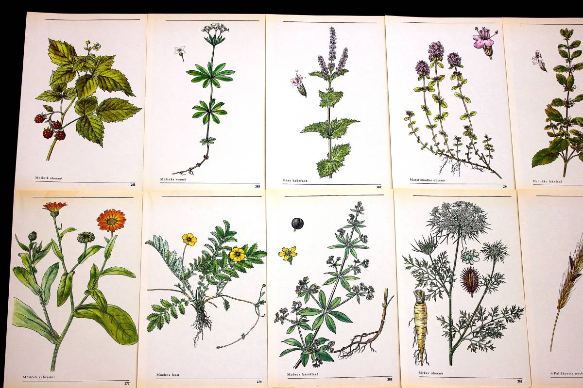 チェコの古いボタニカルアート枚セット01 ヴィンテージ ヨーロッパ雑貨 チェコ雑貨 東欧 紙物 植物図鑑 植物画 花の絵 花 美品 雰囲気 の落札情報詳細 ヤフオク落札価格情報 オークフリー スマートフォン版