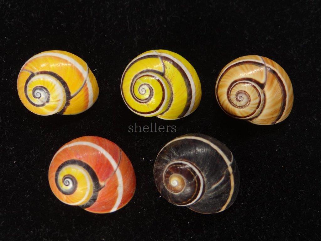新品 貝 標本 オールドコレクション コダママイマイ イオリンバータ 5色セット 濃色 大 特美品 の落札情報詳細 ヤフオク落札価格情報 オークフリー スマートフォン版