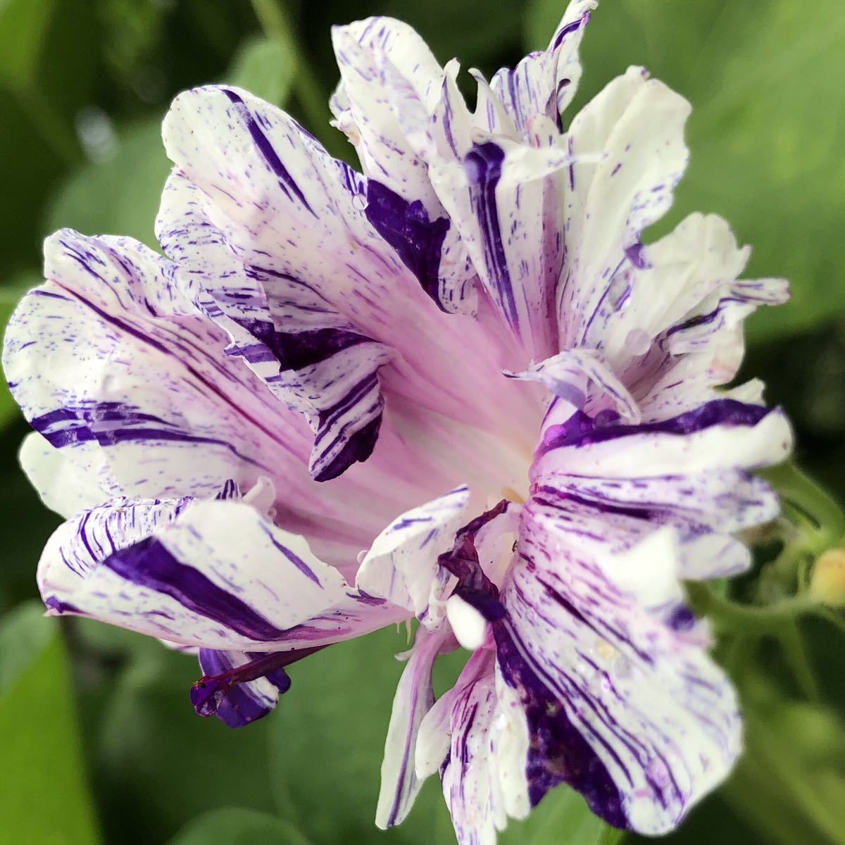 新品 令和2年採取 ブルーミントツイスト 朝顔 種５粒 美しい あさがお 新鮮 の落札情報詳細 ヤフオク落札価格情報 オークフリー スマートフォン版