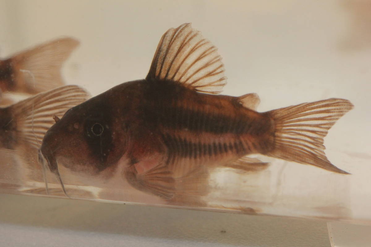 コリドラス スーパーアンチェスター 美ライン ワイルド個体1匹